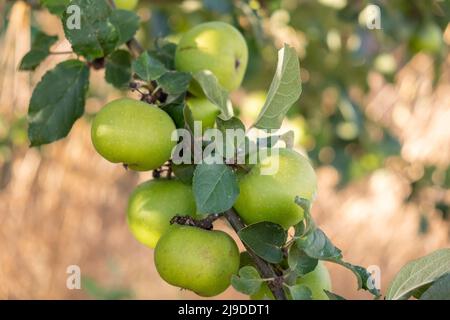 mele coltivate in modo biologico nel focus selettivo del frutteto di mele Foto Stock