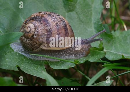 Macro primo piano della lumaca che si muove sulla foglia verde. Scorie che scivolano sulle foglie della pianta. Lumache di molluschi grandi con conchiglia a strisce marrone, che striscio su foglia verde Foto Stock