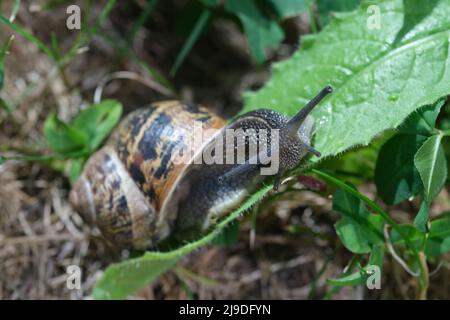 Macro primo piano della lumaca che si muove sulla foglia verde. Scorie che scivolano sulle foglie della pianta. Lumache di molluschi grandi con conchiglia a strisce marrone, che striscio su foglia verde Foto Stock
