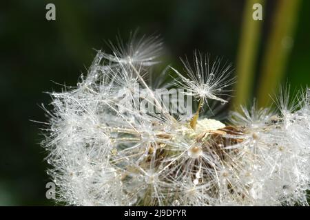 Primo piano immagine macro della testa di semi di dente di leone con delicati motivi simili a pizzo. Dettaglio scatto di un germoglio di un dente di leone con gocce d'acqua su sfondo scuro Foto Stock
