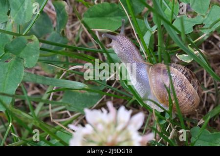 Macro primo piano della lumaca che si muove sulla foglia verde. Scorie che scivolano sulle foglie della pianta. Lumache di molluschi grandi con conchiglia a strisce marrone, che striscio su foglia verde Foto Stock