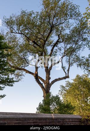 Un albero dietro un muro di mattoni nel sole del tardo pomeriggio a Mellon Park, un parco cittadino a Pittsburgh, Pennsylvania, USA in una giornata di primavera soleggiata Foto Stock