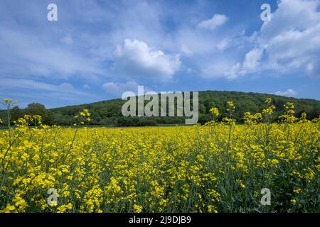Campo di colza (Brassica napus) con collina boschiva alle spalle, nei pressi di Donauworth, Franconia, Germania Foto Stock