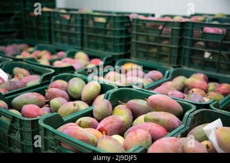 Mango in cassette in magazzino per imballaggi di frutta Foto Stock