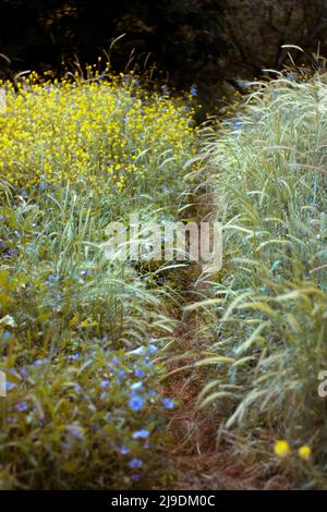 Un sentiero a piedi in erba alta Foto Stock