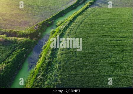 Fotografia aerea del campo di grano giovane e del terreno coltivabile con canali di irrigazione Foto Stock