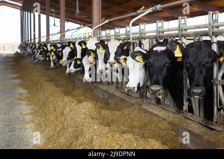 Mucche che che mangiano fieno in cowshed alla fattoria Foto Stock