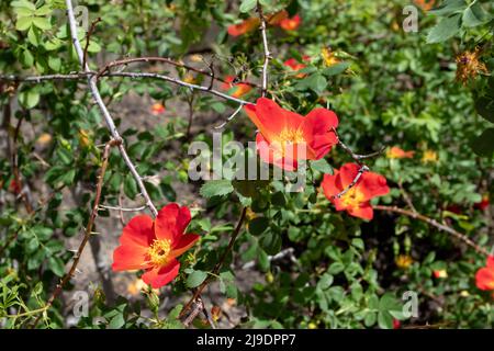 Rosa foetida var bicolore o ramificazioni austriache di arancio rosa di rame con fiori luminosi Foto Stock