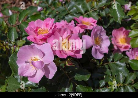 Arbusto rosa semi-doppio rosa e fiori di lavanda nel giardino soleggiato. Fioritura di grappolo abbondante. Foto Stock