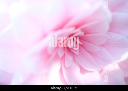 Sfondo rosa pastello sfumato petali di San Valentino Abstract sfondo rosa. Vista ravvicinata su petali rosa del fiore della viola come sfondo Foto Stock