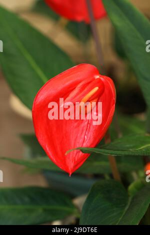 ANTHURIUM SCHERZERIANUM COMUNEMENTE NOTO COME LA PIANTA DEL FLAMINGO O DEL PIGTAIL Foto Stock