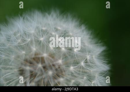 Primo piano immagine macro di teste di semi di dente di leone con delicati patterns lacci. Dettaglio di germoglio chiuso di un dente di leone in erba verde Foto Stock