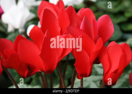 PRIMO PIANO DEI FIORI ROSSI PROFONDI DI UNA PIANTA CICLAMENICA (CICLAMEN PERSICUM) Foto Stock