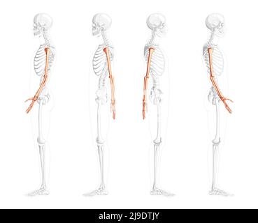 Bracci scheletrici Vista laterale umana con posizione delle ossa parzialmente trasparente. Mani anatomicamente corrette, avambracci realistico piatto di colore naturale concetto vettoriale isolato su sfondo bianco Illustrazione Vettoriale