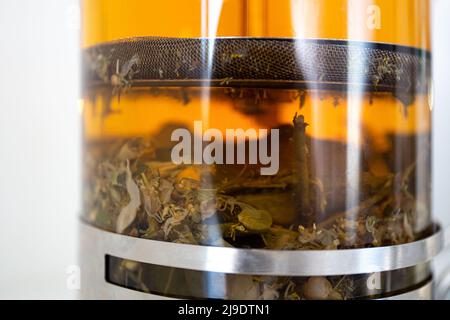 Closeup tè caldo in una teiera di vetro French press. Primo piano estratto di foglie di tè in una teiera di vetro. Foto Stock