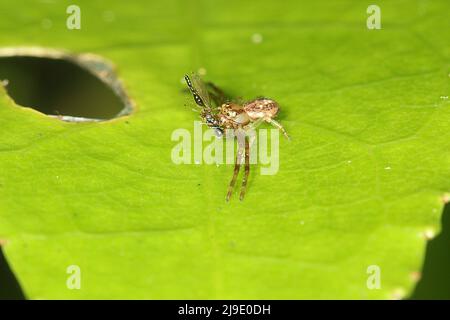 Fiore ragno (Dianea ambara) mangiare una mosca Foto Stock