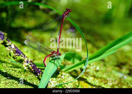 Pyrhosoma nymphula accoppiamento dal stagno di foresta 2-2 Foto Stock