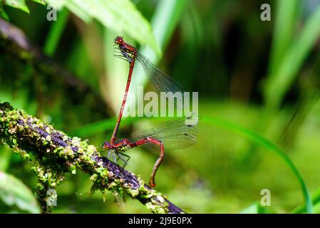Pyrhosoma nymphula accoppiamento dal stagno di foresta 1-2 Foto Stock