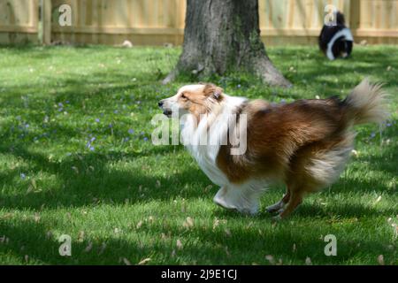 Un Shetland Sheepdog (sheltie) di colore da bizzarello corre e gioca in un recintato in cortile. Foto Stock
