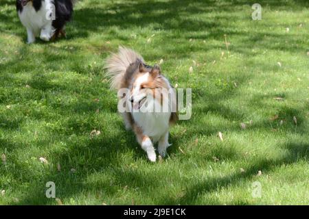 Un Shetland Sheepdog (sheltie) di colore da bizzarello corre e gioca in un recintato in cortile. Foto Stock
