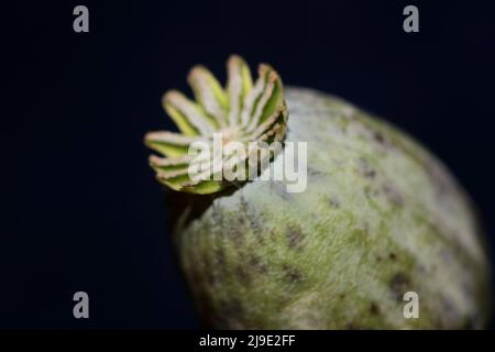 Oppio frutta papaver somniferum famiglia papavaraceae primo piano sfondo botanico di alta qualità grande formato stampa casa decor agricolo flusso psicoattivo Foto Stock