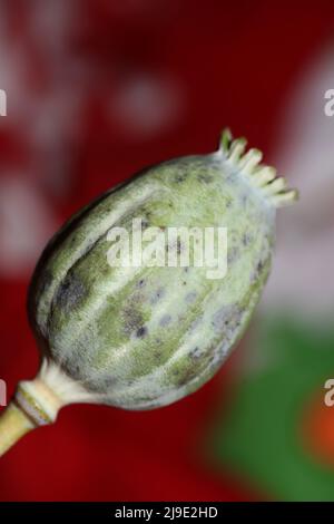 Oppio frutta papaver somniferum famiglia papavaraceae primo piano sfondo botanico di alta qualità grande formato stampa casa decor agricolo flusso psicoattivo Foto Stock