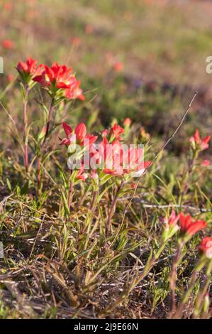 Castilleja indivisa (pennello indiano del Texas) Foto Stock