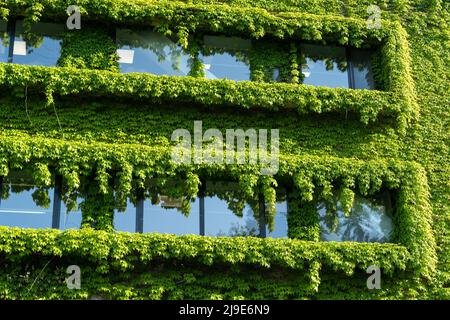 Facciata verde e concetto di casa ecologica. Vitigno superriduttore intorno alla finestra sulla facciata edificio coperto di uva selvaggia Foto Stock