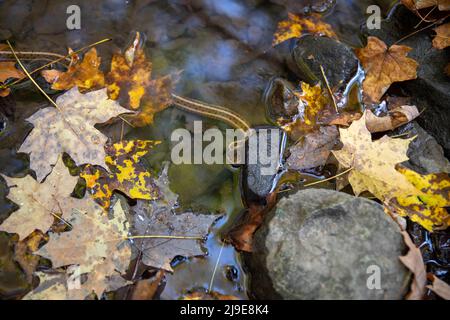 Garter serpente in autunno woodland ruscello mette testa fuori di acqua Foto Stock