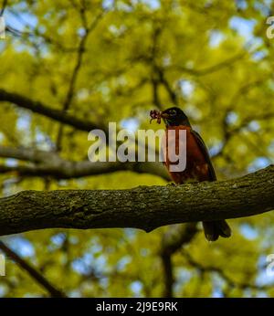 Un Robin americano (Turdus migratorius) che tiene un verme nel suo becco - fotografia di riserva Foto Stock