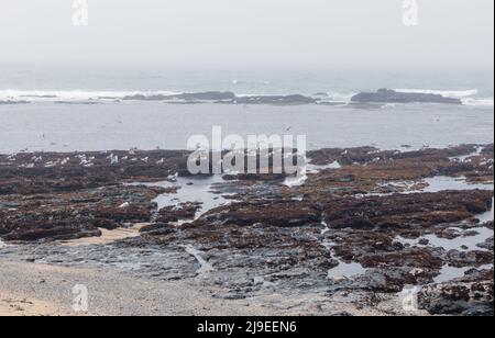 Paesaggio costiero panoramico in J V Fitzgerald Marine Reserve, California Foto Stock