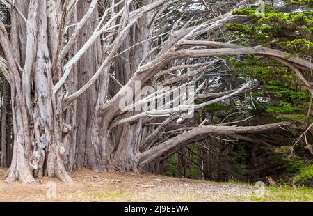 Cypress Trees Tunnel a J V Fitzgerald Marine Reserve, California, in un pomeriggio di nebbia Foto Stock