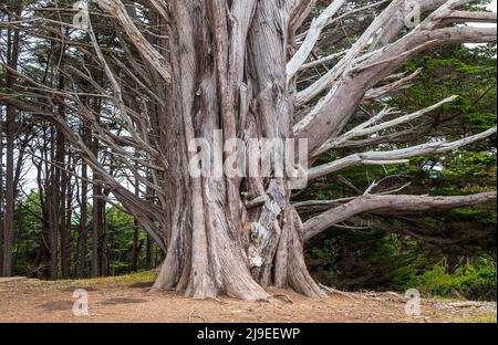 Cypress Trees Tunnel a J V Fitzgerald Marine Reserve, California, in un pomeriggio di nebbia Foto Stock