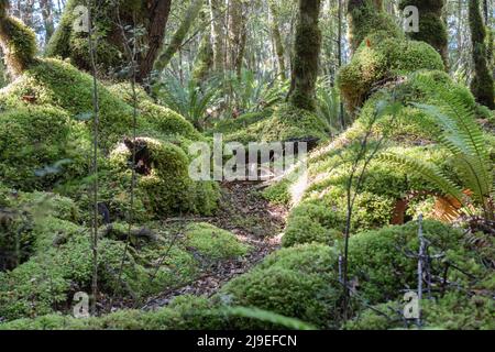 Muschi e felci verdi e profondi che crescono su tronchi sul pavimento della foresta in Kepler Forest, te Anau. Foto Stock