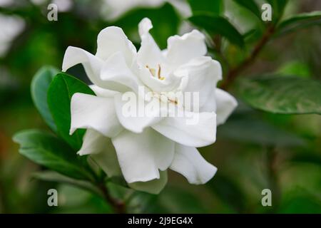 Una bella di gardenia jasminoides fiore fioritura in giardino Foto Stock