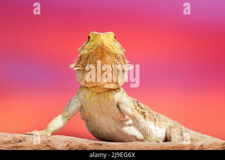 Drago bearded che posa nella natura Foto Stock
