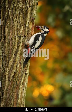 Grande picchio macchiato che porta il cibo in un nido all'interno di un albero cavo Foto Stock