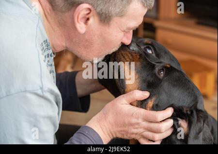 Un uomo bacia due Rottweiler. Il proprietario bacia i nasi dei suoi animali domestici. I cani si siedono di fronte a lui sul pavimento del soggiorno. Femmina adulta a Foto Stock