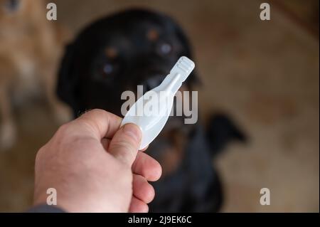 L'uomo tiene il segno della pulce in mano contro Rottweiler. Confezione bianca sigillata con un farmaco veterinario per animali domestici. Un grande cane nero siede sul fl Foto Stock