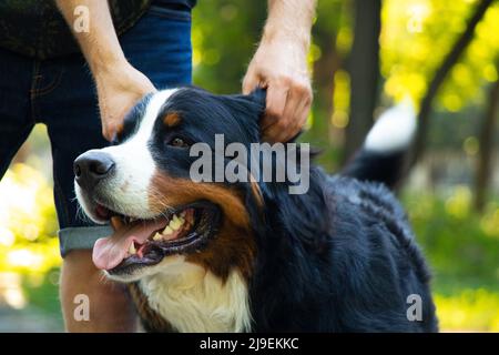 cane di montagna bernese nel parco in estate per passeggiate in ucraina, cane purebred, cane da addestramento Foto Stock