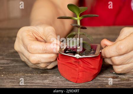 l'albero verde cresce da un portafoglio rosso con le manette nelle mani di un vecchio uomo sul tavolo, i soldi nel portafoglio, la crescita e il successo, le finanze Foto Stock