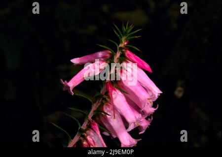 La brughiera rosa (Epacris Impressa) è l'emblema floreale dello stato di Victoria, Australia. La versione a fiore bianco è più comune, ma non favorita. Foto Stock