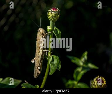 Profilo closeup di un grande adulto egiziano locusto Anacridium aegyptium aggrappato ad un gambo di zinnia su uno sfondo nero Foto Stock