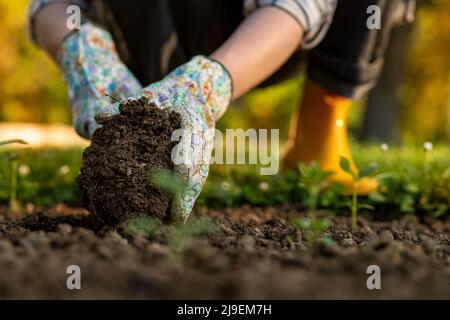 Donna giardiniere piantando fiori nel suo aiuole. Concetto di giardinaggio. Scavo di suolo. Piantando piantine di Snapdragon. Foto Stock
