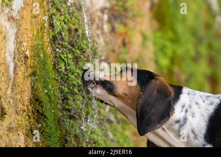 Cane assetato bere acqua da una fontana. Foto Stock