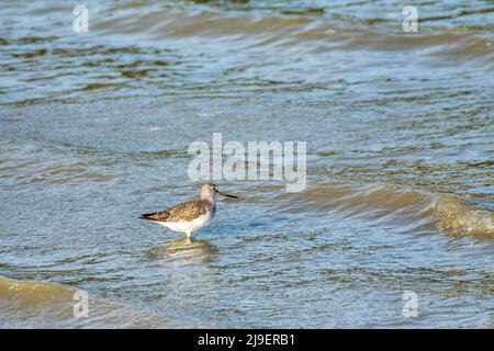 Sandpiper si sbuia nella marea in arrivo in cerca di cibo a Whidbey Island, Washington, Stati Uniti d'America Foto Stock