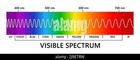 Spettro luminoso visibile, infared e ultravioletto. Lunghezza d'onda della luce. Spettro di colori visibili elettromagnetici per l'occhio umano. Diagramma gradiente. Didattica Illustrazione Vettoriale