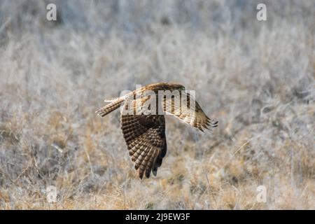 Bellissimo Hawk a coda rossa in volo, Utah, USA Foto Stock