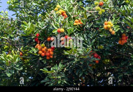 Frutta fresca mature di rambutan sull'albero Foto Stock