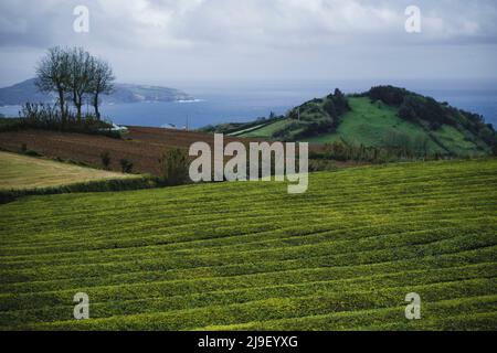 Paesaggio campi da tè sull'isola di San Miguel, arcipelago delle Azzorre, Portogallo. Foto Stock